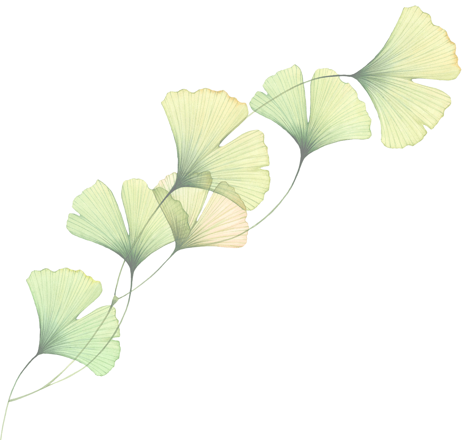ginkgo